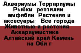 Аквариумы.Террариумы.Рыбки, рептилии, амфибии. Растения и аксесуары - Все города Животные и растения » Аквариумистика   . Алтайский край,Камень-на-Оби г.